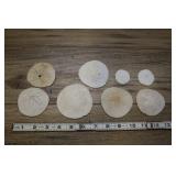 Sand Dollars, Clypeasteroida