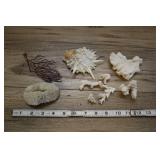 Assorted Aquamarine Shells And Coral