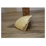 Skull Bone Fragment, Human Cranial Frontal Bone