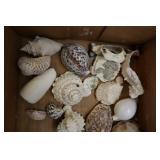 Assorted Shells, Cone Shells Terebridae, Conidae,