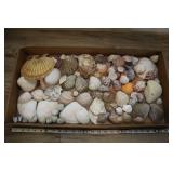 Large Assrtd Lot Of Clam Shells Oyster Abalone