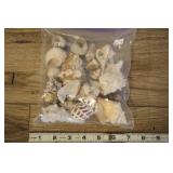 Bag Of Assorted Shells