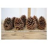 Large Pinecones