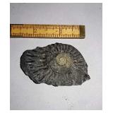 Fossil 2.5 Inches.