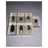 7 Insect Collection.