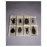8 Insect Collection.