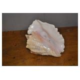 Conch Shell #1
