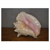Conch Shell #2