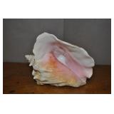 Conch Shell #3