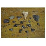 Sharks Teeth, Arrowhead And Stones