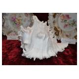 Neogastropoda Sea Shell, 10" X 7" Neogastropoda Sea Shell, 10" X 7"