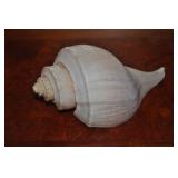 Seashell Seashell