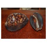 Seashell Seashell