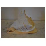 Helmet Seashell, 10 X 6.5" At Base, Helmet Seashell, 10 X 6.5" At Base,