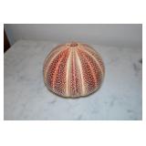Seashell Seashell