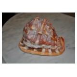 Seashell Seashell