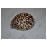 Seashell Seashell