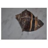 Seashell Seashell