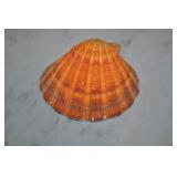 Seashell Seashell