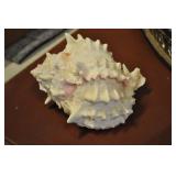 Seashell 4" Seashell 4"