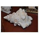 Seashell 7" Seashell 7"
