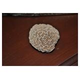 Coral 2" Coral 2"