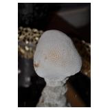 Coral 3.5" Coral 3.5"