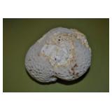 Coral 3" Coral 3"