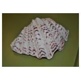 Seashell 5" Seashell 5"