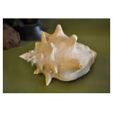 Seashell 7.5 Seashell 7.5