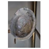 Abalone Shell, 7.5 Abalone Shell, 7.5