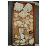 Shells - Clam, Oyster, Scallop, Assorted Shells - Clam, Oyster, Scallop, Assorted