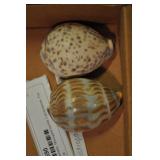 Seashells, Mesogastropoda Cypraceacea, Pair Seashells, Mesogastropoda Cypraceacea, Pair