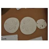 Seashells, Sand Dollars Seashells, Sand Dollars