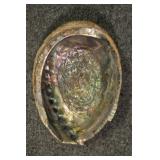 Abalone Shell, Archaeogastropoda 7" Abalone Shell, Archaeogastropoda 7"