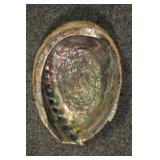 Abalone Shell, Archaeogastropoda 7"