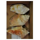 Seashells, Mesogastropoda Strombacea 3 Pcs Seashells, Mesogastropoda Strombacea 3 Pcs