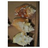 Seashells, Mesogastropoda Strombacea 3 Pcs Seashells, Mesogastropoda Strombacea 3 Pcs