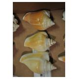 Seashells, Mesogastropoda Strombacea 3 Pcs Seashells, Mesogastropoda Strombacea 3 Pcs