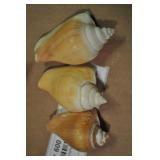 Seashells, Mesogastropoda Strombacea 3 Pcs Seashells, Mesogastropoda Strombacea 3 Pcs
