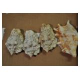 Seashells, Mesogastropoda Strombacea 4 Pcs Seashells, Mesogastropoda Strombacea 4 Pcs