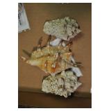 Seashells, Mesogastropoda Strombacea 3 Pcs Seashells, Mesogastropoda Strombacea 3 Pcs
