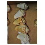 Seashells, Mesogastropoda Strombacea 5 Pcs Seashells, Mesogastropoda Strombacea 5 Pcs