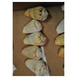 Seashells, Mesogastropoda Strombacea 5 Pcs Seashells, Mesogastropoda Strombacea 5 Pcs