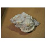 Seashell, Mesogastropoda Tonnacea 2 5/8" Seashell, Mesogastropoda Tonnacea 2 5/8"