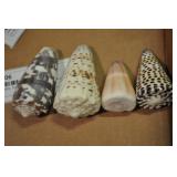 Seashells, Neogastropoda Conacea 4 Pcs Seashells, Neogastropoda Conacea 4 Pcs