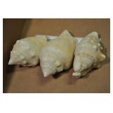 Seashells, Mesogastropoda Assorted 3 Pcs Seashells, Mesogastropoda Assorted 3 Pcs