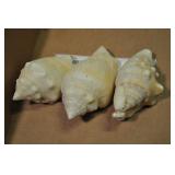 Seashells, Mesogastropoda Assorted 3 Pcs