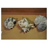 Seashells, Neogastropoda Assorted 3 Pcs Seashells, Neogastropoda Assorted 3 Pcs