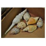 Seashells, Neogastropoda Buccinacea 2 Pcs